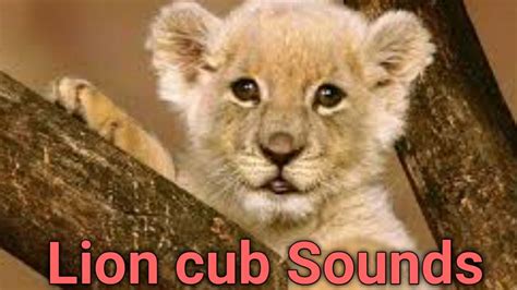 lion cub roar sound effect A lion's pride